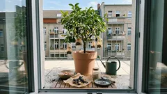 Gebrauchte Teebeutel am Zitronenbaum: ein kleiner Trick – und was dabei wirklich zählt